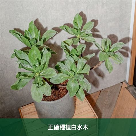 白水木 室內|白水木養護指南：輕鬆種植白水木的技巧 